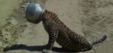 Thirsty Leopard Gets Its Head Stuck In Metal Pot...!