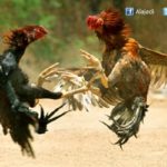 High Court Suggests Ban on Cockfights