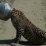 Thirsty Leopard Gets Its Head Stuck In Metal Pot…!