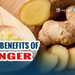 Amazing Health Benefits of Ginger – Know More
