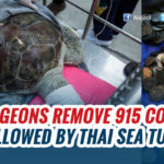 Vets remove 915 coins swallowed by Thai turtle