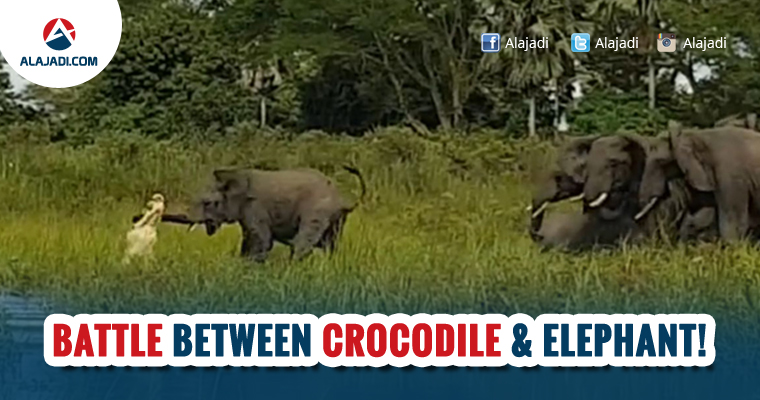 Battle between Crocodile Elephant
